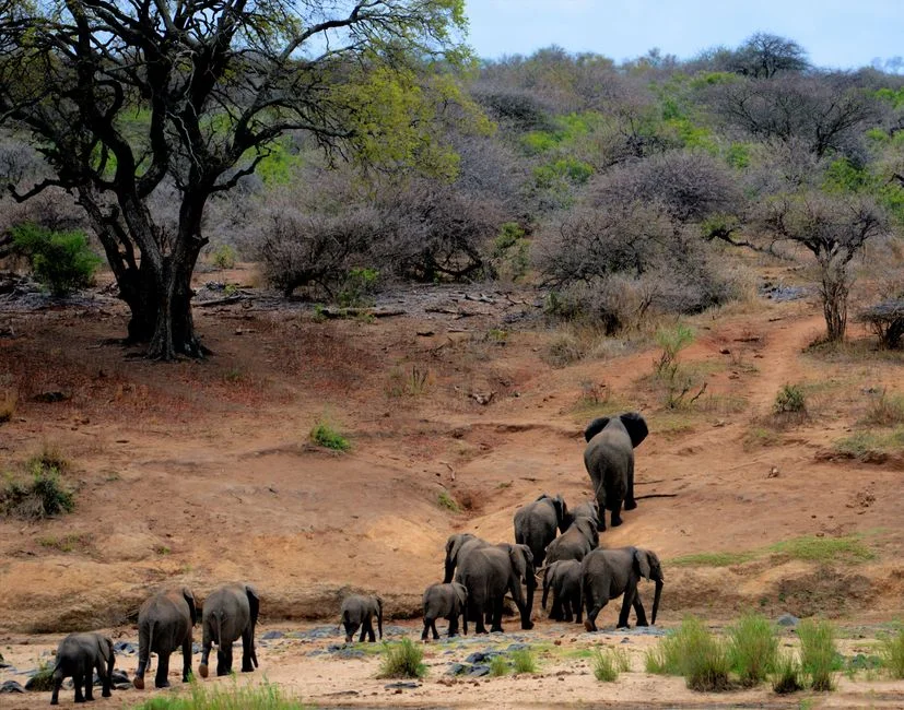 Africa's Elephants in the Room: Why the Continent Must Fix Its Own Problems Now — Technology Innovation