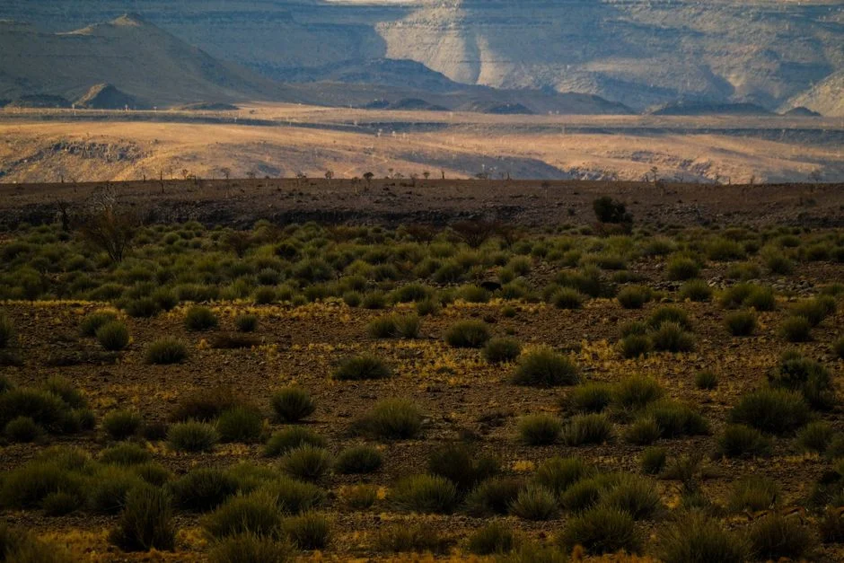Africa's Great Green Wall Reaches 8,000 km — and Investors Are Taking Notice — Environment Nature