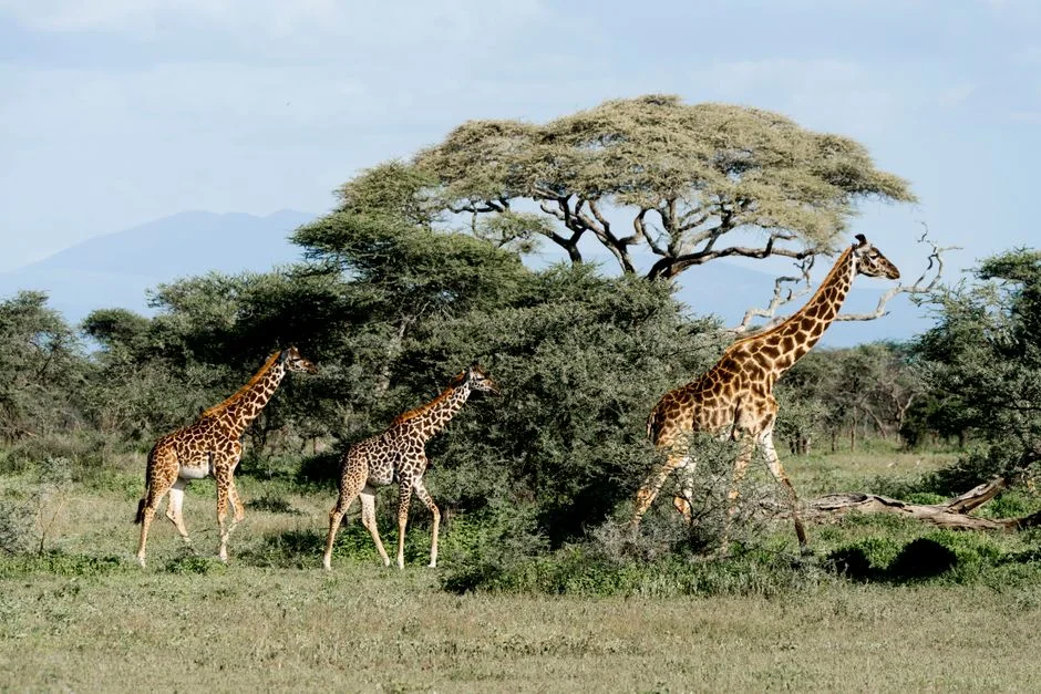 Amazon Targets Kenya — East Africa's E-Commerce Race Heats Up