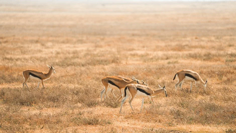Buffett-Backed African Parks Aims to Boost Local Tourism for White Rhinos