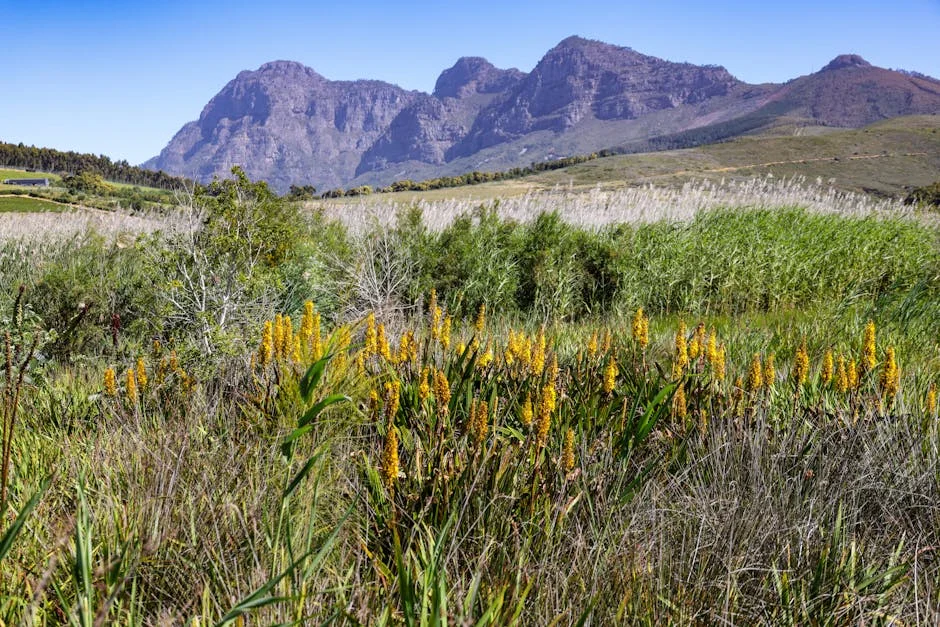 Cape Town City FC Faces Milford FC — What This Means for Local Economy — Infrastructure Cities
