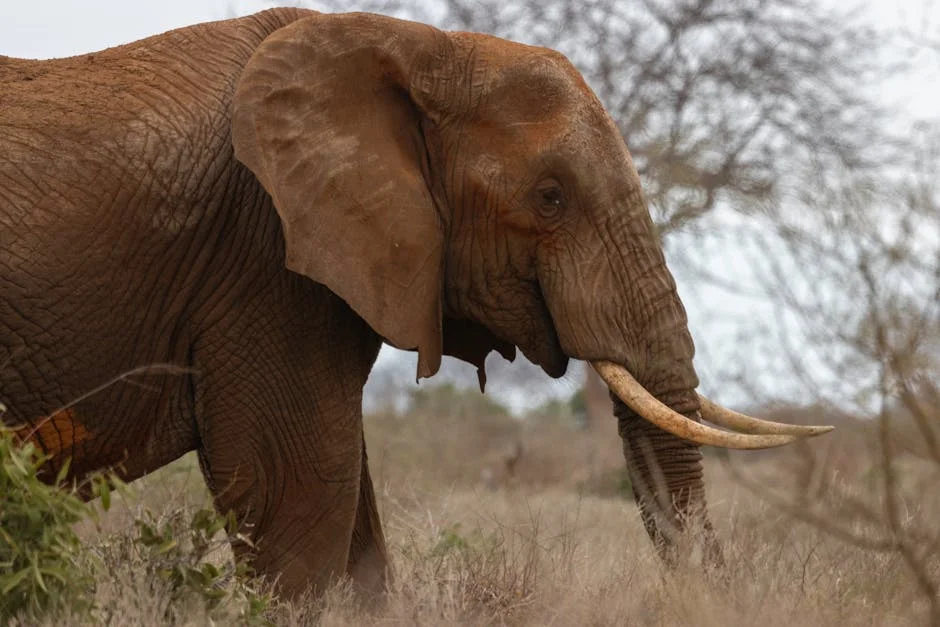 Central African Nations Ban Wild Meat — Millions Face Food Insecurity Crisis