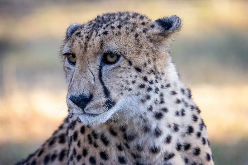 Cheetah Population Collapses 40% — South Africa's Tourism Engine Stalls