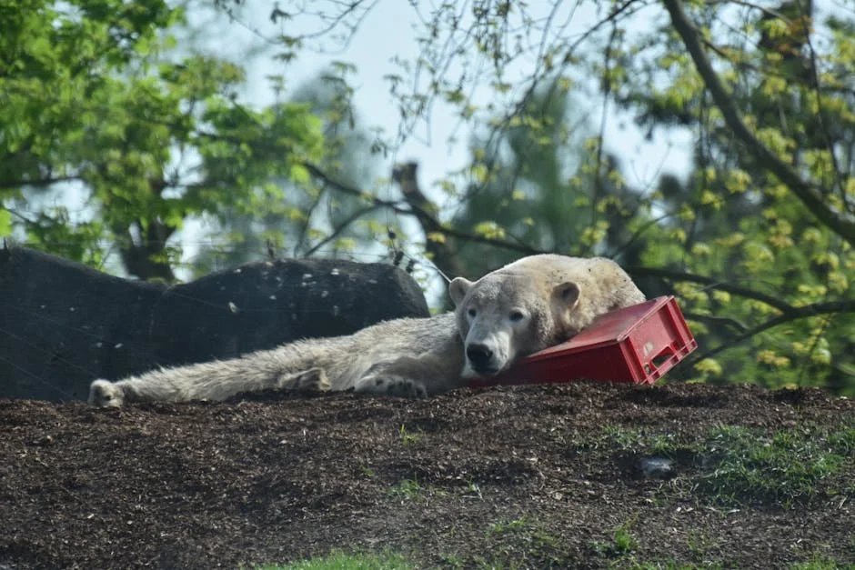 Columbus Zoo Evacuates Again — Tourism Revenue Takes Hit — Infrastructure Cities