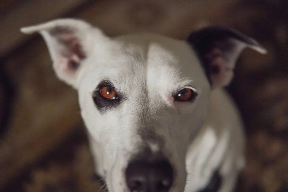 Domestic Animal Rescue Group Faces Financial Fallout From Cruelty Scandal — Economy Business