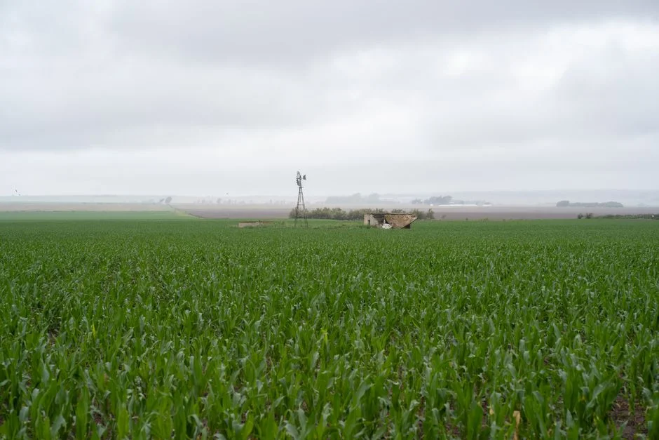 Eastern Cape Farmers Brace for Heavy Rains — Citrus Crop Prices at Risk