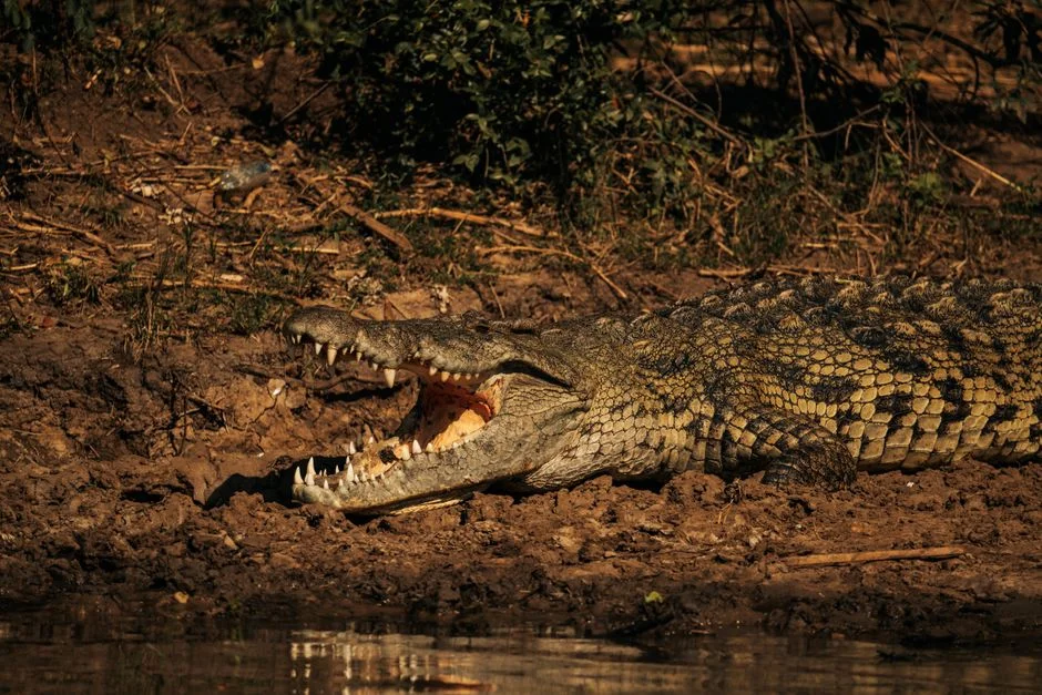 El Niño Threatens Southern Africa — Scientists Warn of Impending Crisis — Environment Nature