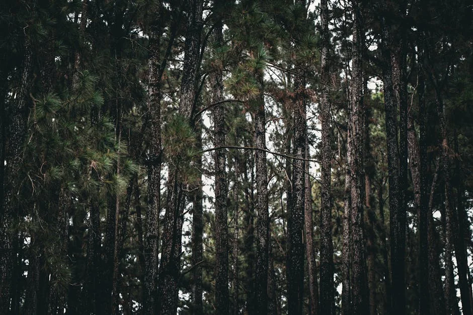 Florestgal Warns of Forest Loss as Principal Struggles to Act