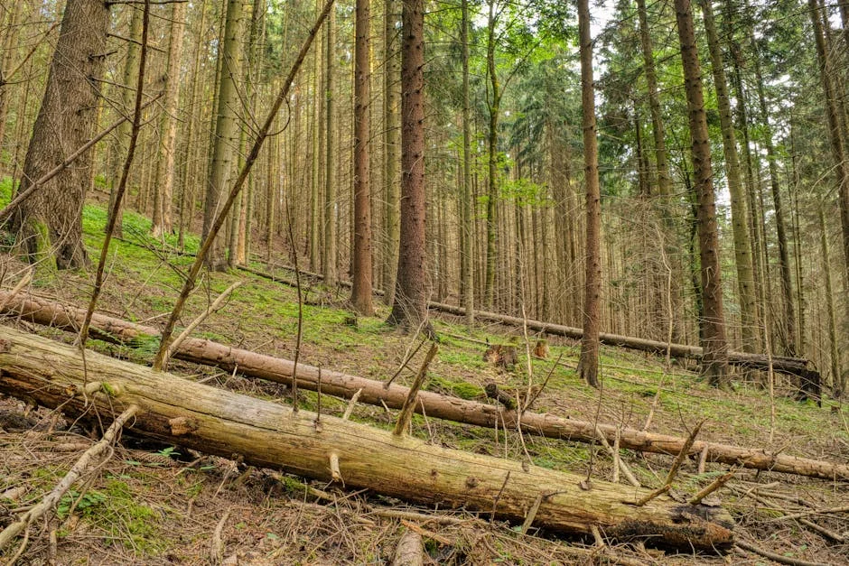 Global Forest Loss Slows — But El Niño Fires Threaten Market Gains