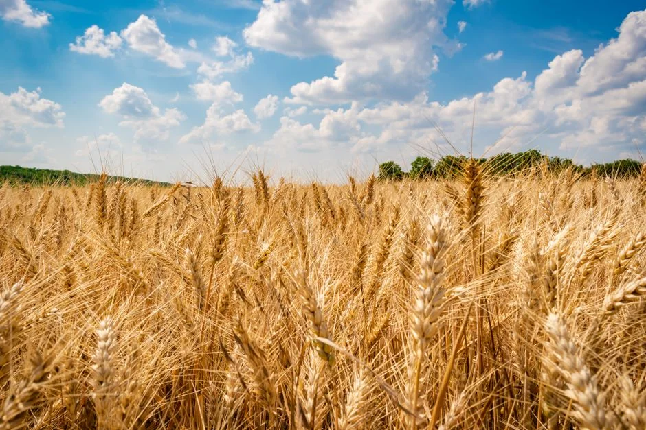 Grain SA Rejects ITAC Ruling to Keep Wheat Tariffs Frozen — Industry Warns of Market Pressure