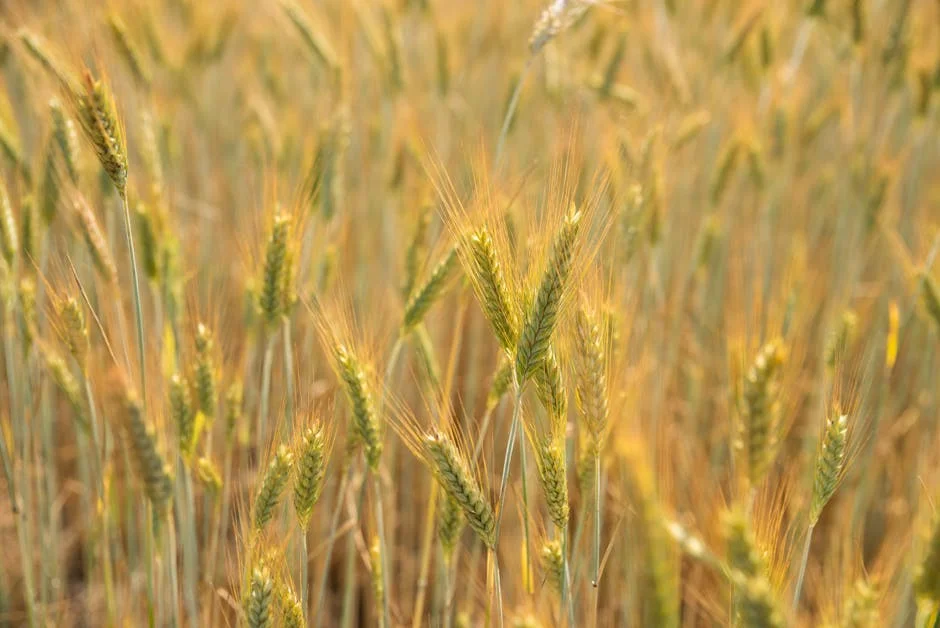 Hoje Halts Wheat Imports Amid Currency Crisis