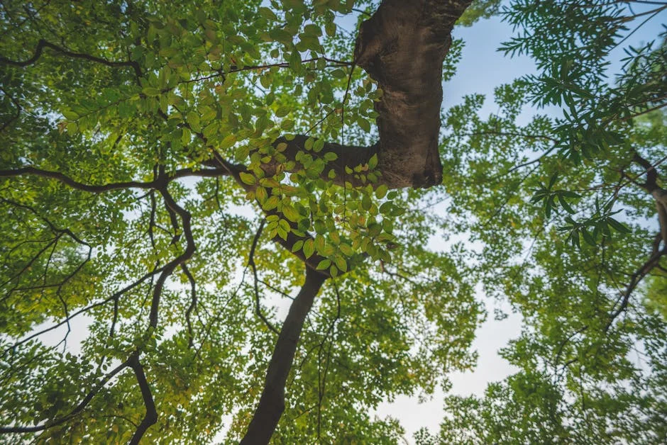 Hyderabad Environmentalists Challenge Tree Protection Committee Legality