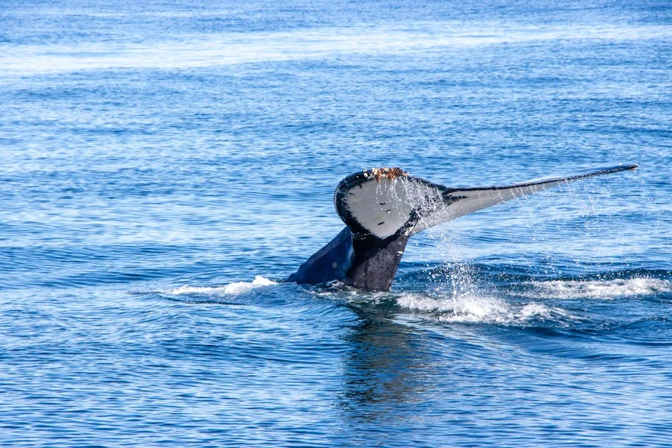 Iran War Disrupts SA Whale Tourism — Investors Brace for Revenue Hit — Politics Governance