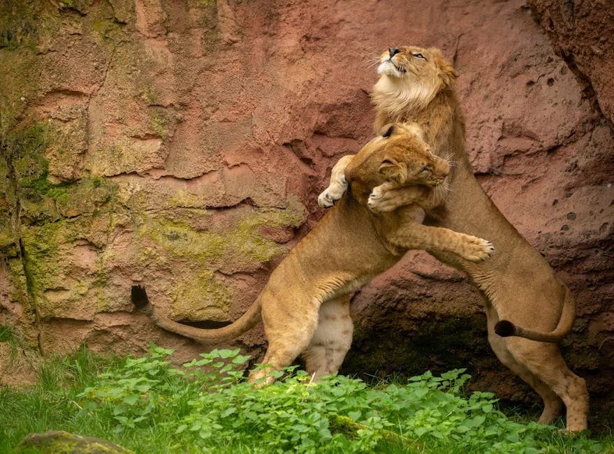 Lion Evades Capture in Mpumalanga — Local Tourism Businesses Reassess Risk