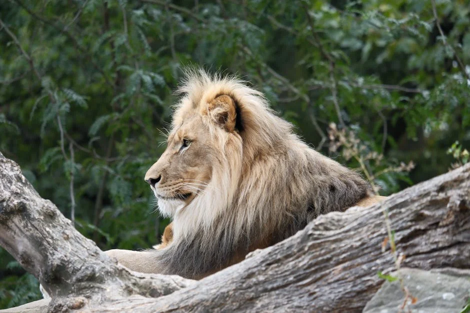 London Zoo Secures £20m Gift — New Vet Hospital Changes Tourism Model — Health Medicine