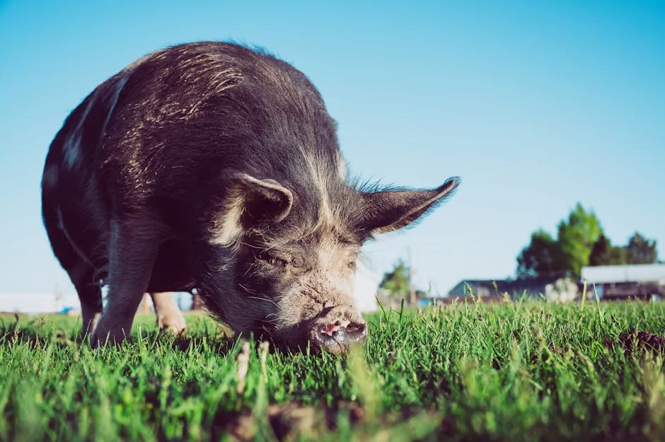 Meghalaya Declares Emergency as African Swine Fever Wipes Out Pig Stocks — Environment Nature