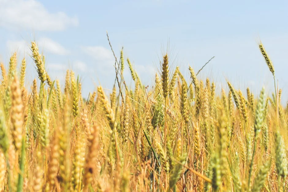 Nigeria Bans Wheat Imports — and Prices Are Already Rising