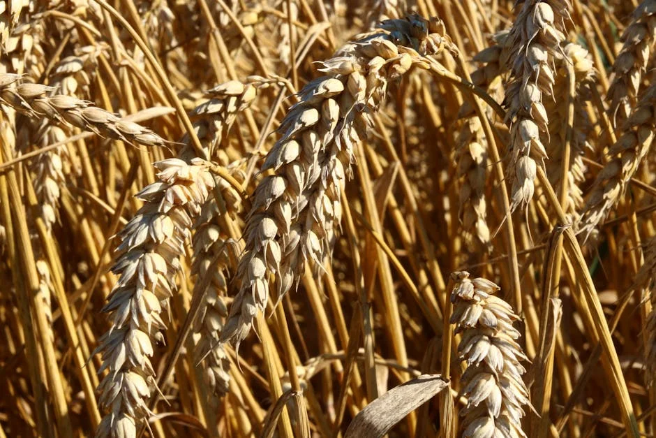 Nigeria Halts Wheat Imports Amid Currency Crisis