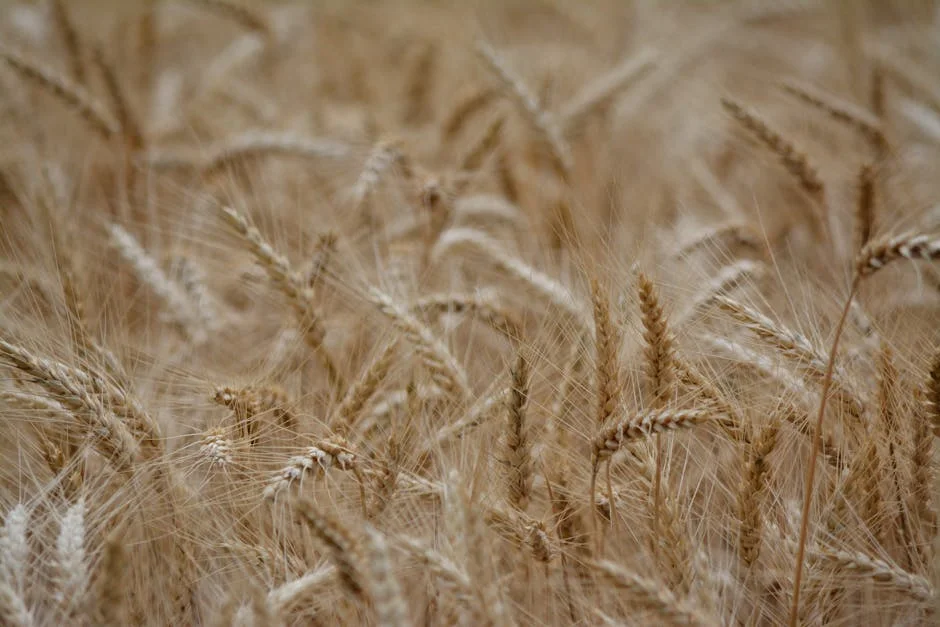 Nigeria Halts Wheat Imports Amid Currency Crisis