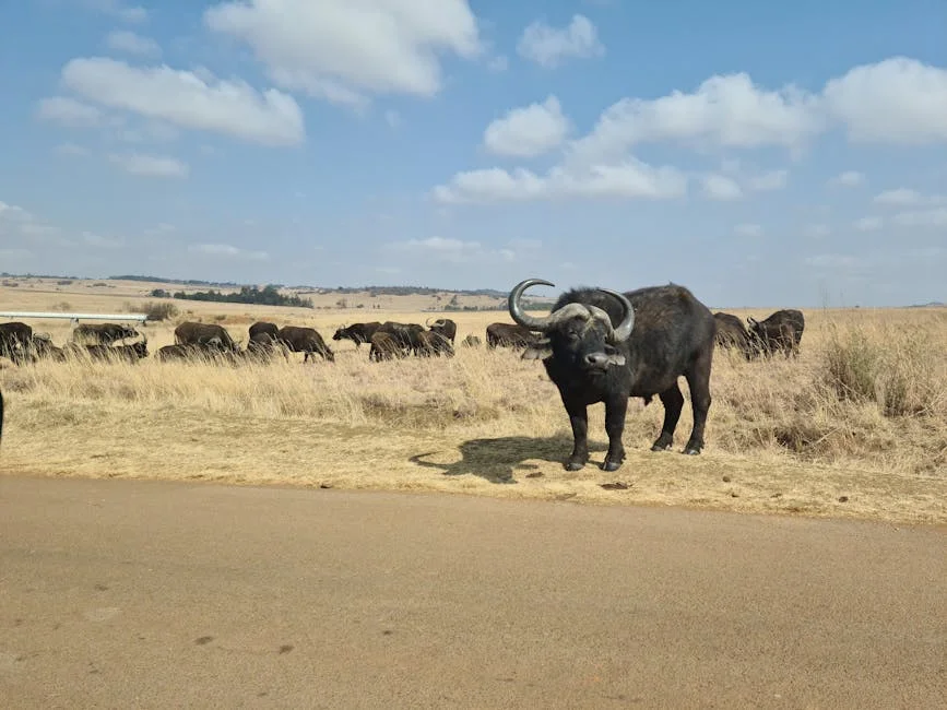 Ramaphosa Faces Legal Storm as Phala Phala Review Deepens — Politics Governance