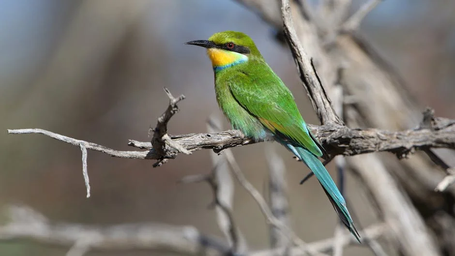 RSPB Warns South Africans Not to Feed Garden Birds in Summer