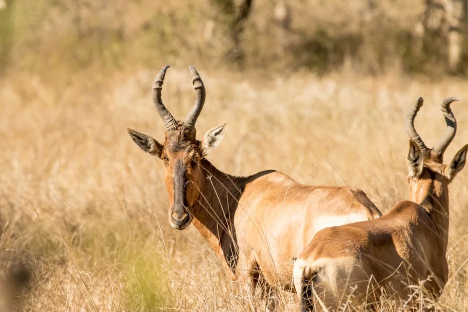 Rwanda Parks Shift Strategy to Boost Local Economy