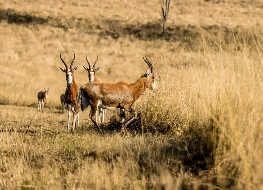 SADC Ministers Arrive in Kruger — Tourism Revenue Faces Immediate Test — Agriculture Food