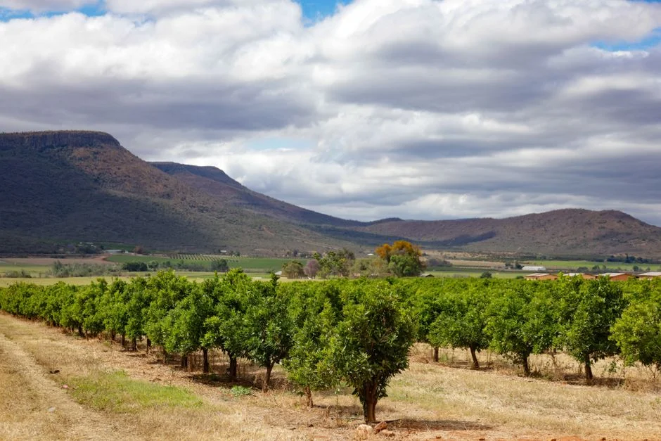 Salsify Crowns South Africa's Fine Dining Rise with World-Ranked Spot — Agriculture Food