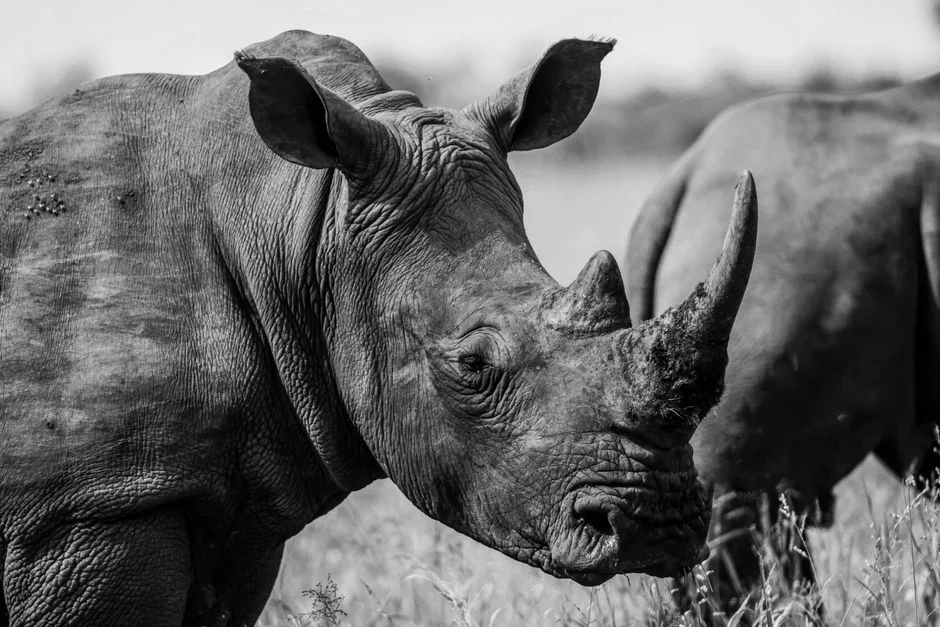 South Africa and Botswana Forge New Sci-Tech Alliance — What’s at Stake — Education