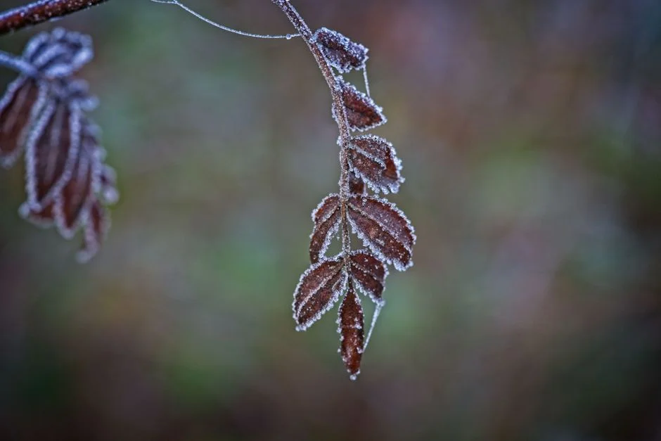 South Africa Braces for Monday Frost — Farms and Power Grid Under Pressure — Education