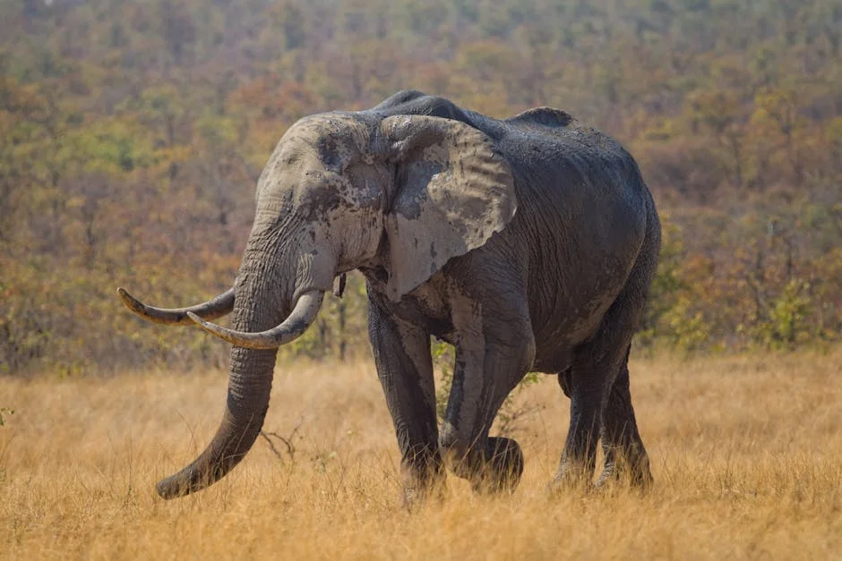 South Africa's Big Game Hunters Claim Shooting Saves Wildlife — Here's How