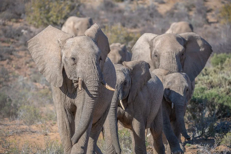 South Africa's Little Five Surges in Popularity Amid Tourism Boom