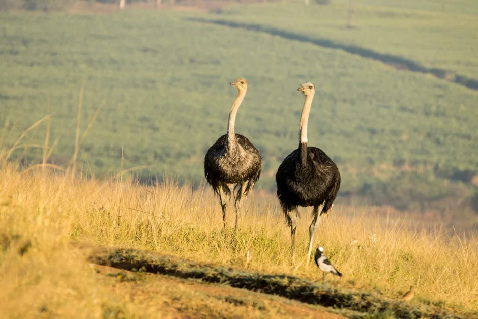 Springboks Win National Orders — Tourism Stocks Surge