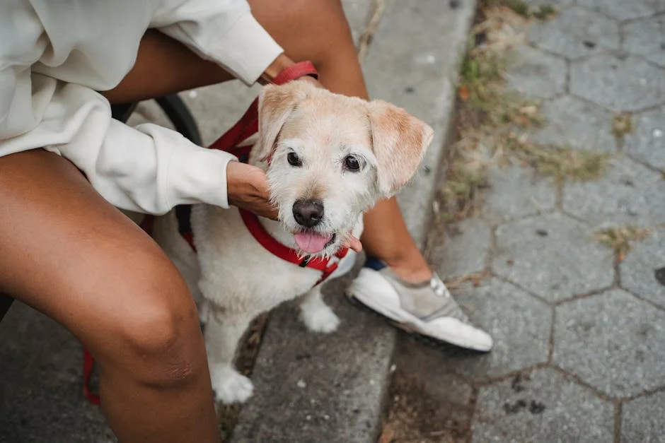 Stats SA Pet Census Reveals $5 Billion Market Opportunity