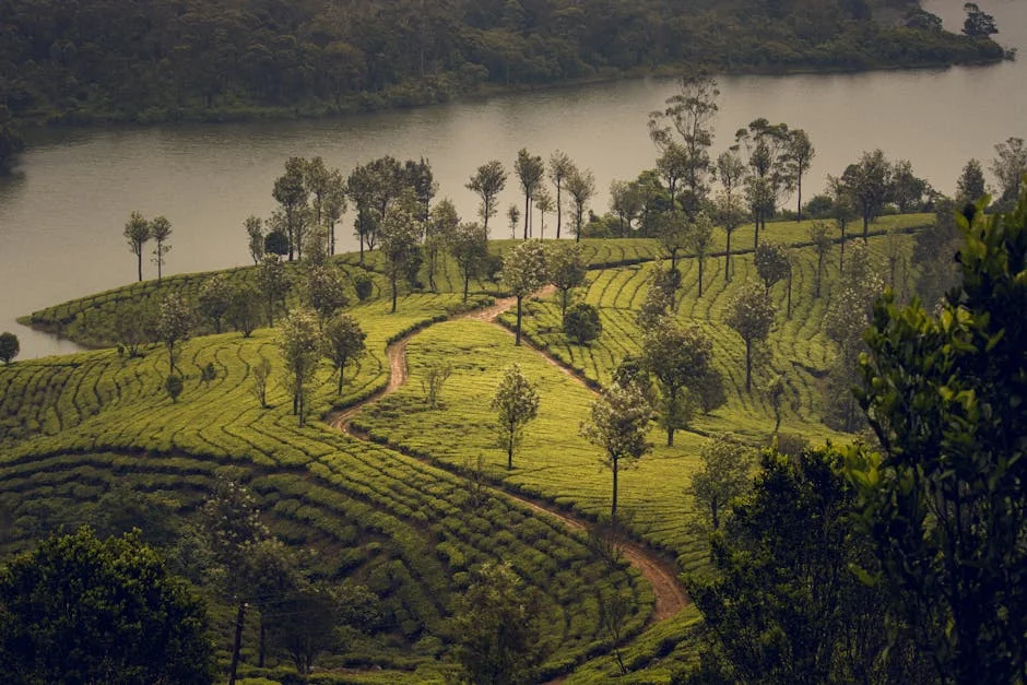 Tamil Nadu Launches Tourism Revamp in Valparai — Boost for Local Economy