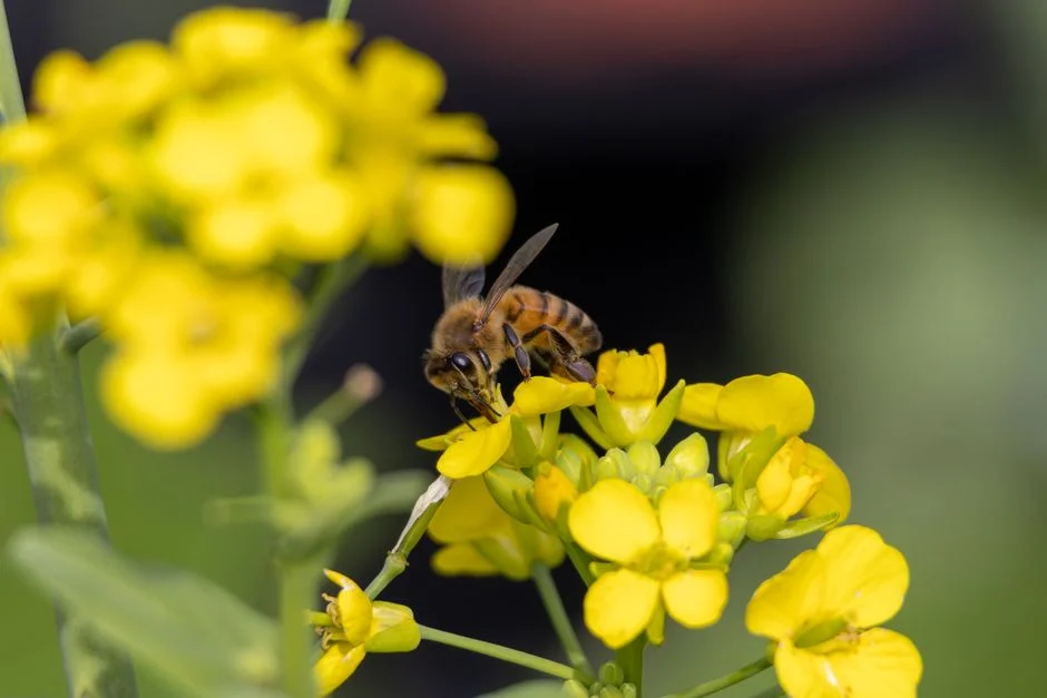 Tanzania Hosts Africa's First Pollination Summit — Economic Stakes High — Culture Arts