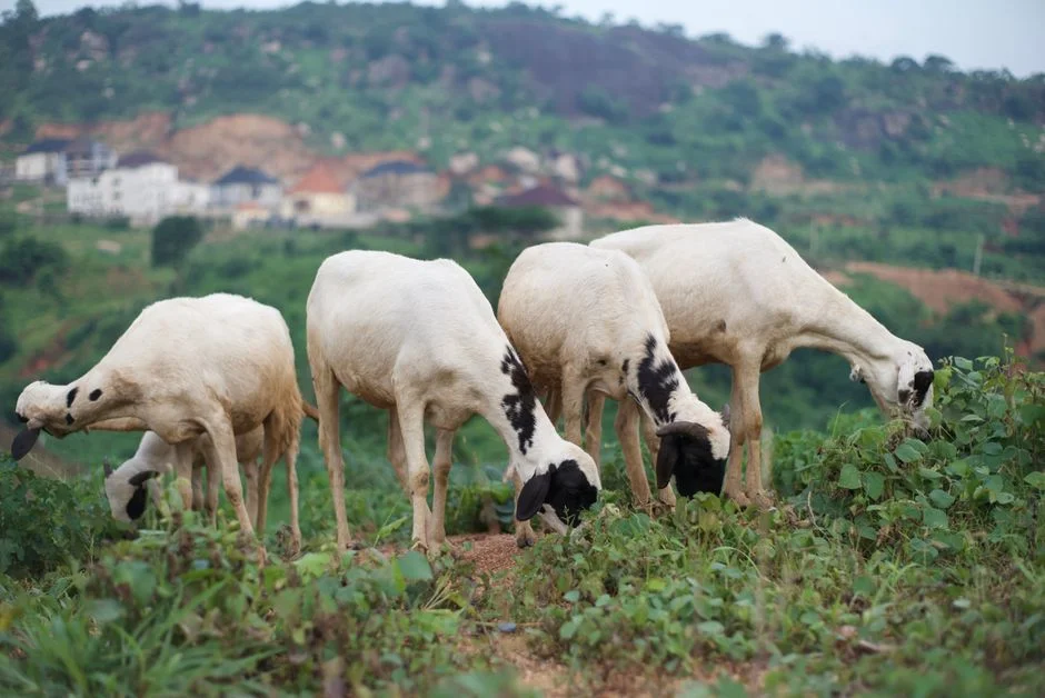 UN Warns Hunger in Northern Nigeria Has Reached Crisis Levels — Environment Nature