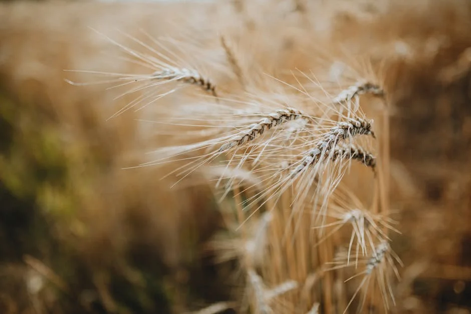 Yoro Halts Grain Imports — South Africa's Food Prices Surge