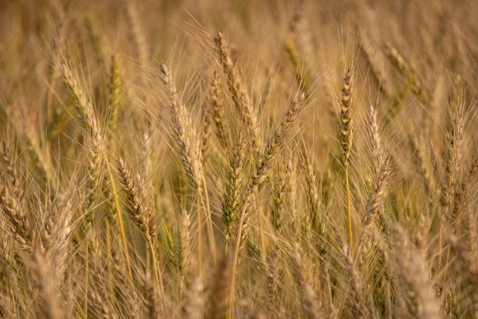 ZA Bans Wheat Imports — and Prices Are Already Rising — Economy Business