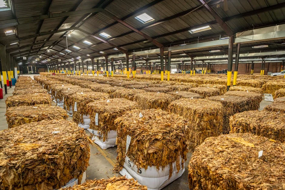 Zimbabwe Tobacco Surge Exposes SA Supply Chain Risks